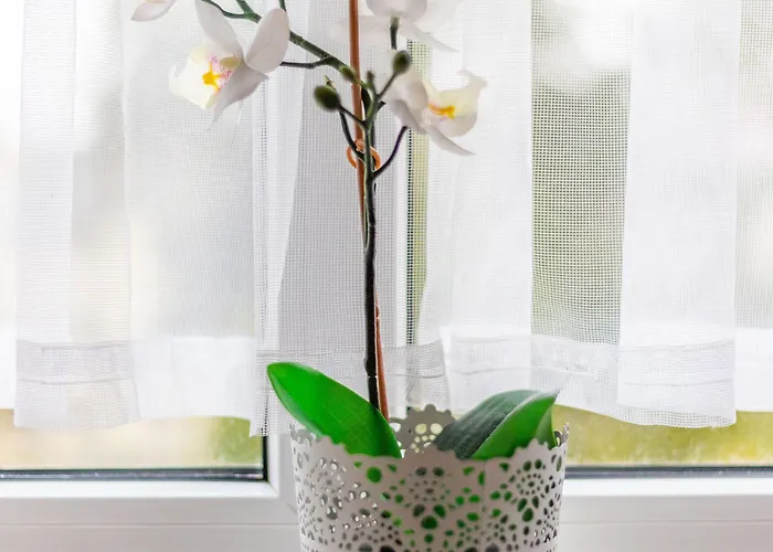 Victus Apartamenty, Victus Meru * 소포트